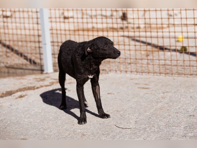 Jane ❤️ neugieriges, liebes Kroat. Schäfi-Mix Hundemädchen