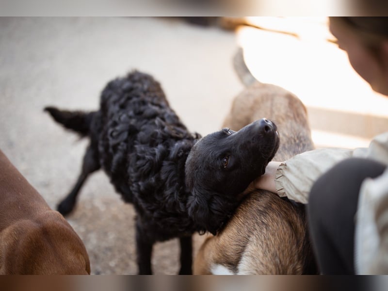 GONZALES❤️ liebenswerter, agiler und neugieriger Kroatischer Schäferhund-Mix