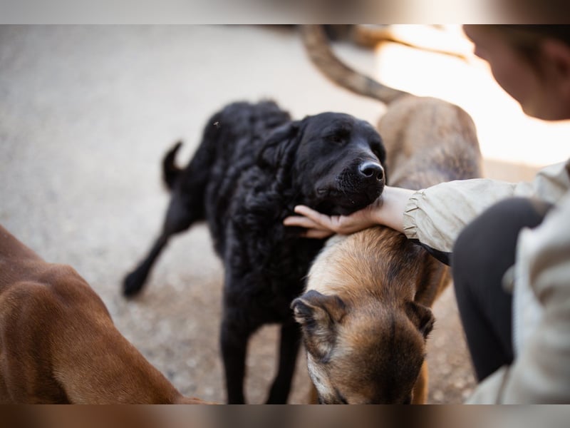 Kroat. Schäfi-Mix GONZALES❤️ super süßer Hundejunge mit tollem Charakter!