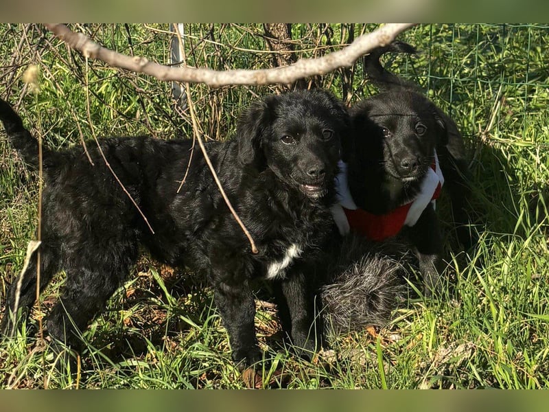 Liebste ♥ Lili ♥ süße Kroatische-Mix-Welpin sucht ihr großes Glück