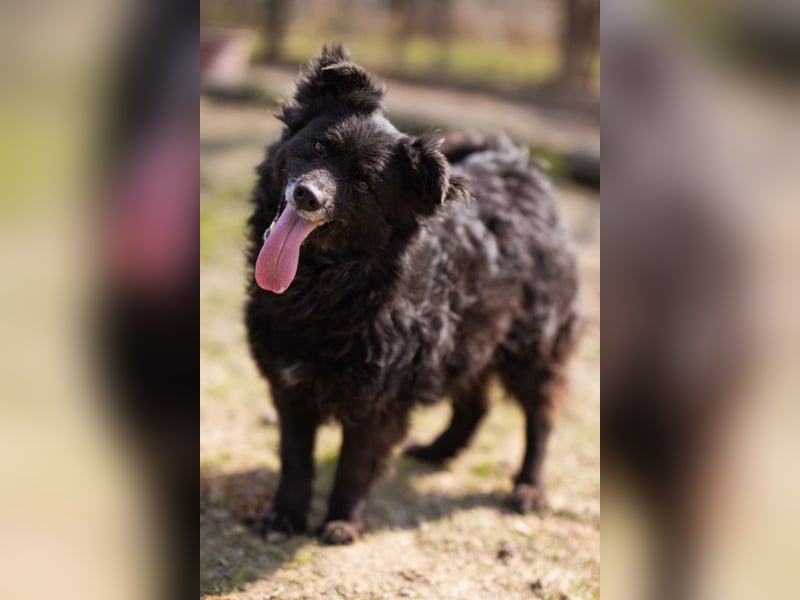 Lola ❤️ lebhafte, schlaue Schmusemaus!