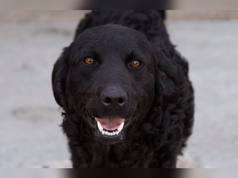 Kroat. Schäfi-Mix GONZALES❤️ super süßer Hundejunge mit tollem Charakter!