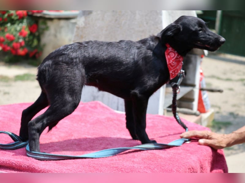 Zarte Schäfi-Terrier-Mix-Junghündin ♥ARA♥ sucht Vertrauen & Liebe & Abenteuer