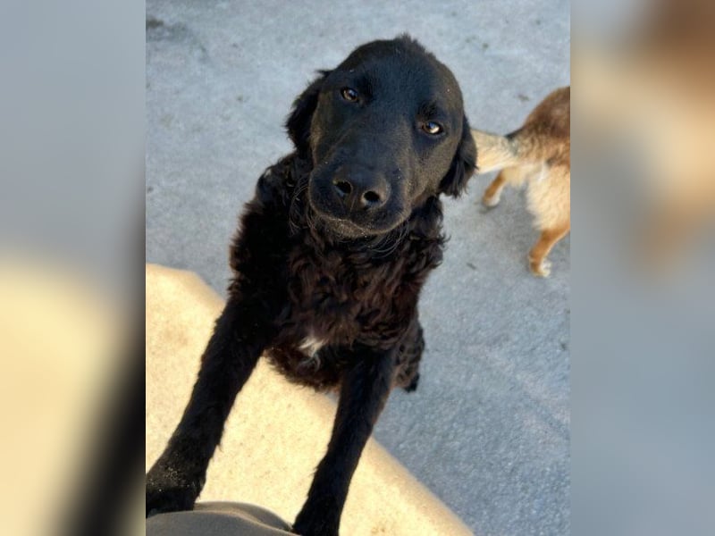 GONZALES❤️ liebenswerter, agiler und neugieriger Kroatischer Schäferhund-Mix