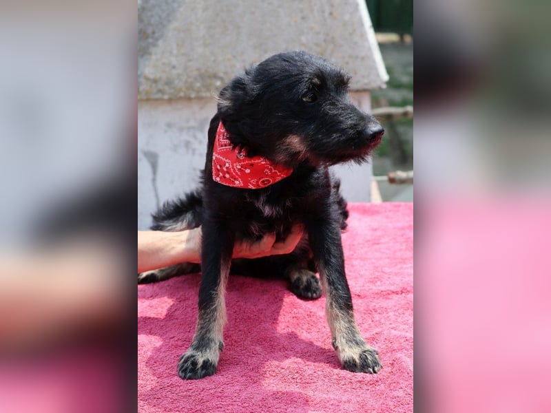 Lebhafte, liebe ♥ Abba ♥ sucht Schutz & Liebe