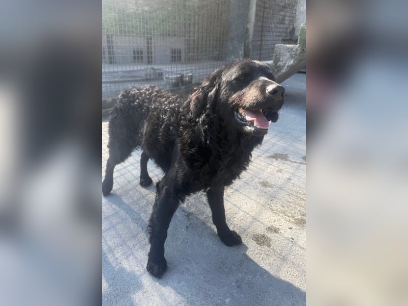 GONZALES❤️ super süßer Kroat. Schäfi-Mix mit tollem Charakter!