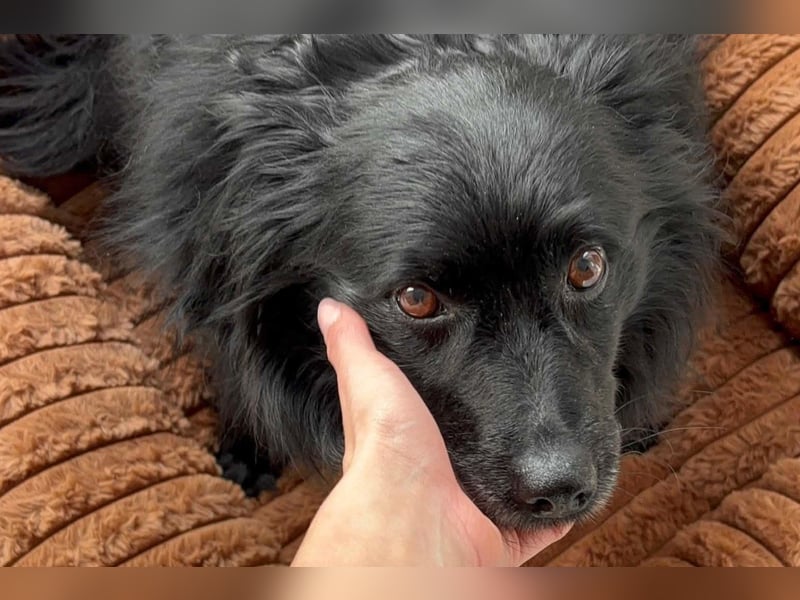Kleine ♥Daisy♥ erwartet dich in 01640 Coswig zum kennen- und lieben lernen