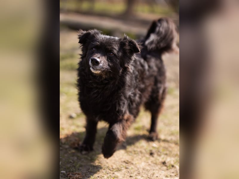 Kroat. Schäfi-Mix Lola ❤️ lebhafte, schlaue Schmusemaus!