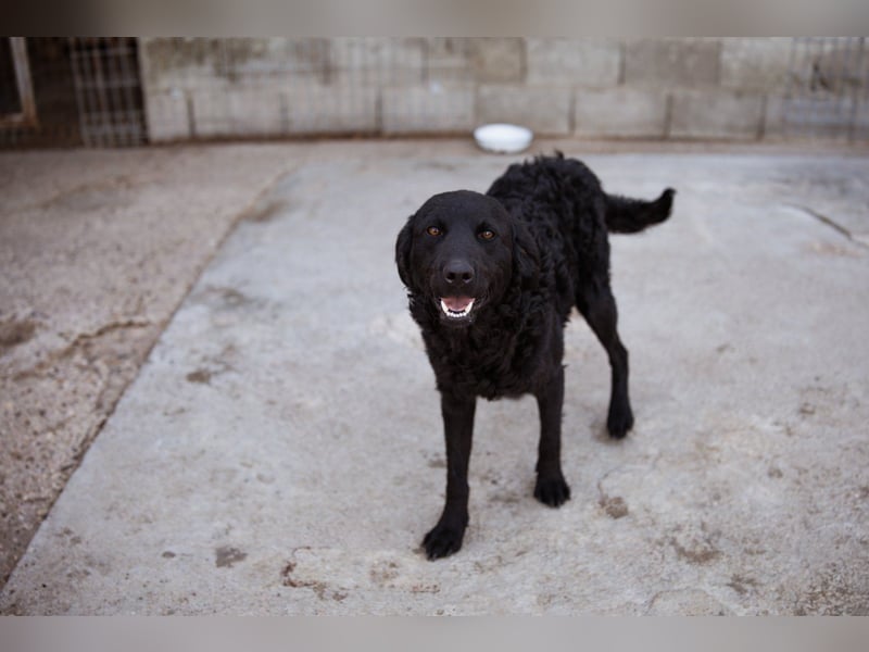 Kroat. Schäfi-Mix GONZALES❤️ super süßer Hundejunge mit tollem Charakter!