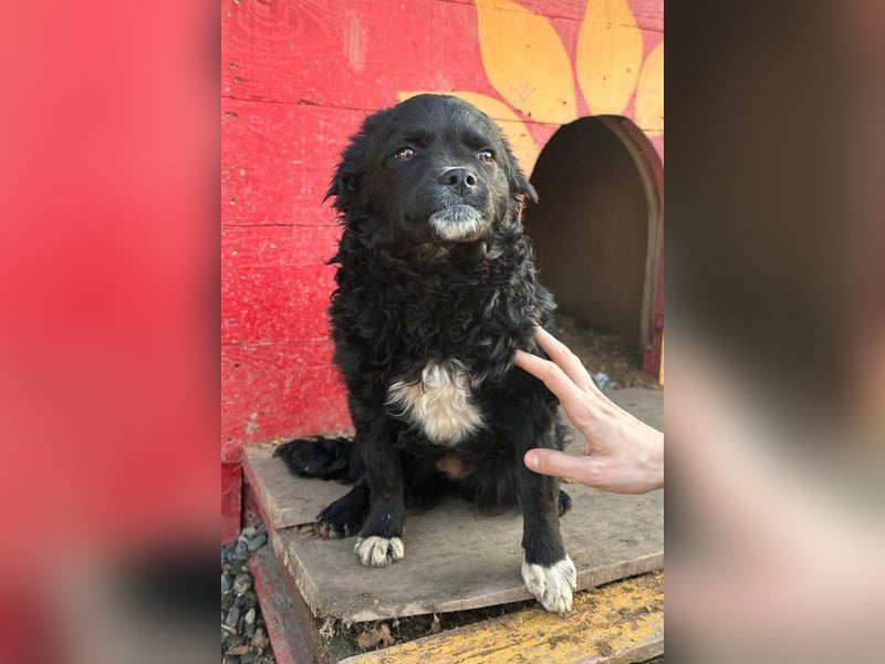 ♥Milena♥ kleine interessante Junghündin