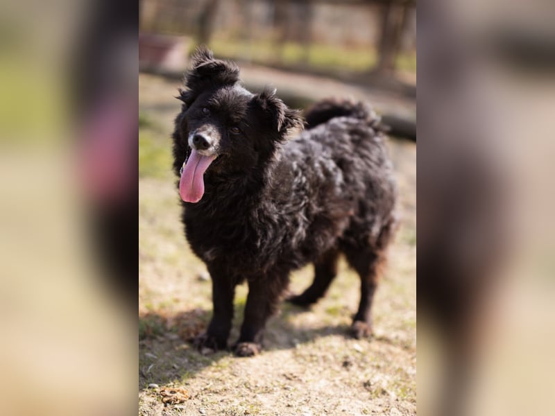 Kroat. Schäfi-Mix Lola ❤️ lebhafte, schlaue Schmusemaus!