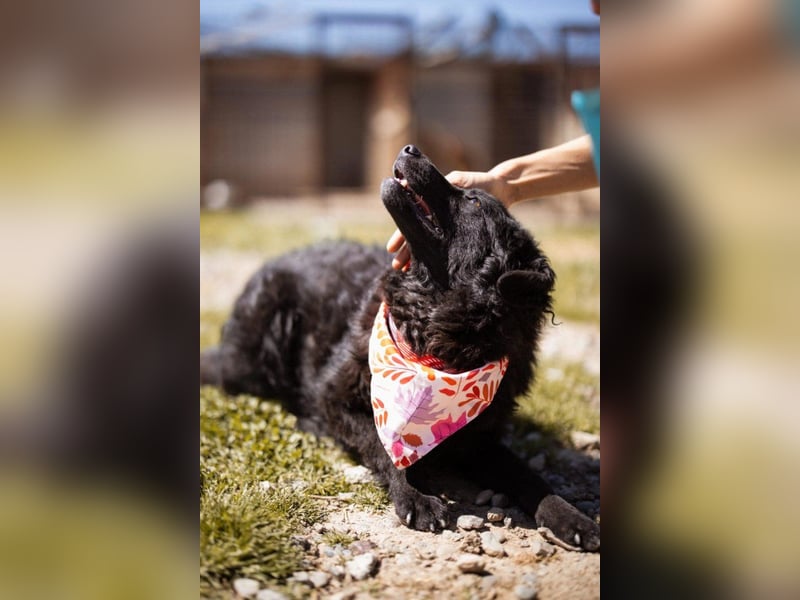 ZOA❤️Kroat. Schäferhund-Mix-Mädel voller purer Lebensfreude