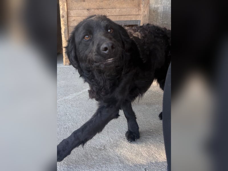 GONZALES❤️ super süßer Kroat. Schäfi-Mix mit tollem Charakter!