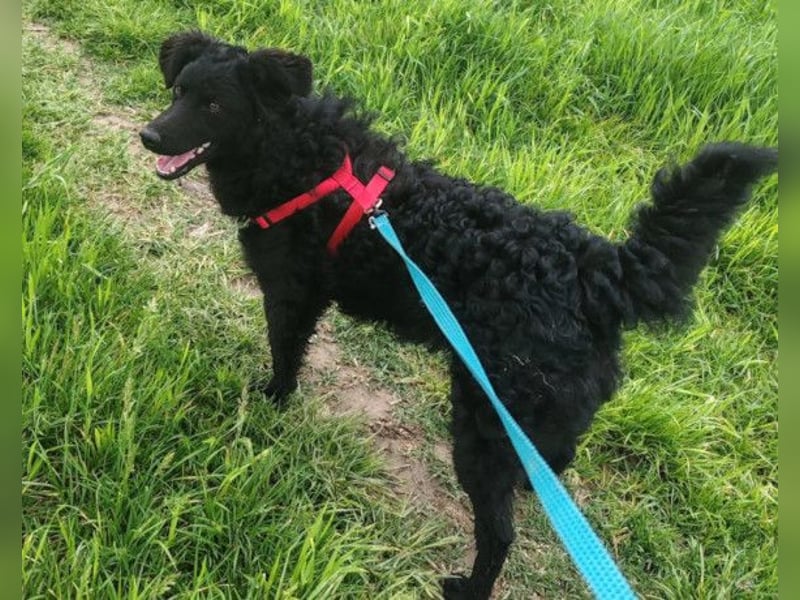 ZOA❤️Kroat. Schäferhund-Mix-Mädel voller purer Lebensfreude