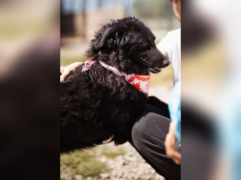 ZOA❤️Kroat. Schäferhund-Mix-Mädel voller purer Lebensfreude