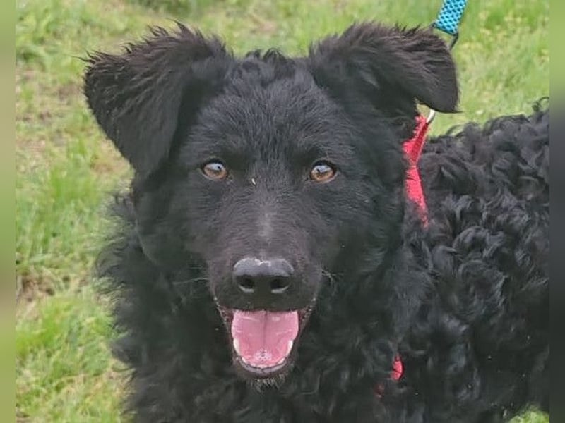 ZOA❤️Kroat. Schäferhund-Mix-Mädel voller purer Lebensfreude