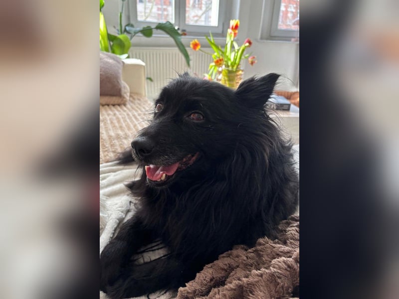 Kleine ♥Daisy♥ erwartet dich in 01640 Coswig zum kennen- und lieben lernen
