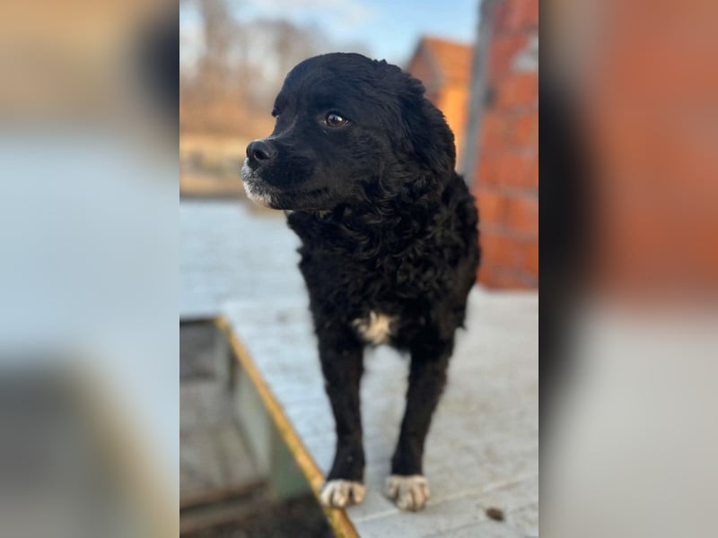 ♥Milena♥ kleine interessante Junghündin