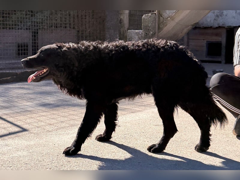 GONZALES❤️ super süßer Kroat. Schäfi-Mix mit tollem Charakter!
