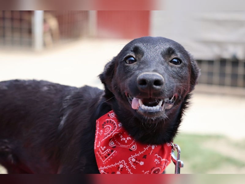 Zarte Schäfi-Terrier-Mix-Junghündin ♥ARA♥ sucht Vertrauen & Liebe & Abenteuer