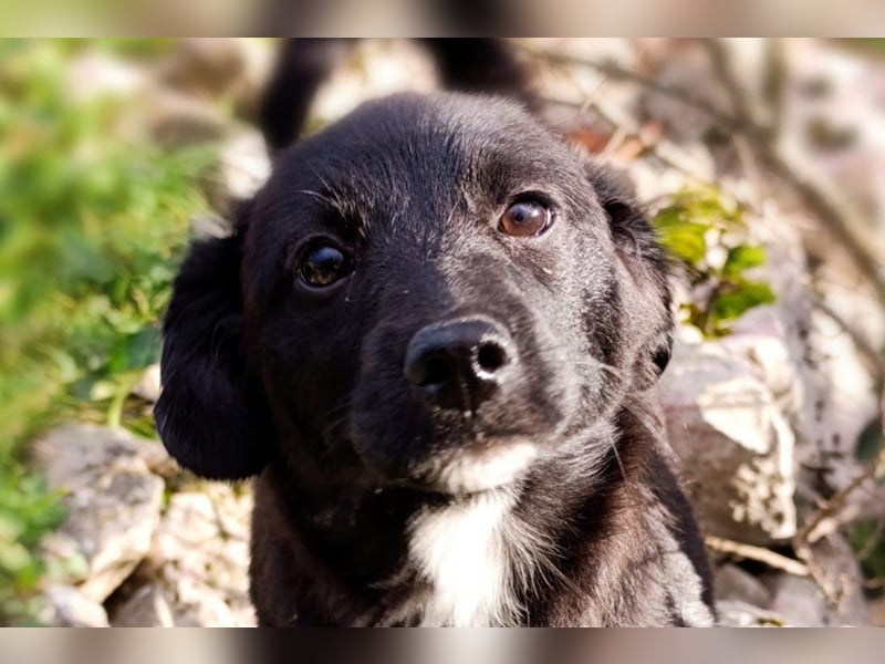 Liebste ♥ Lili ♥ süße Kroatische-Mix-Welpin sucht ihr großes Glück