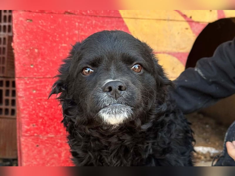 Kleine ♥Milena♥ sanfte, verspielte Junghündin