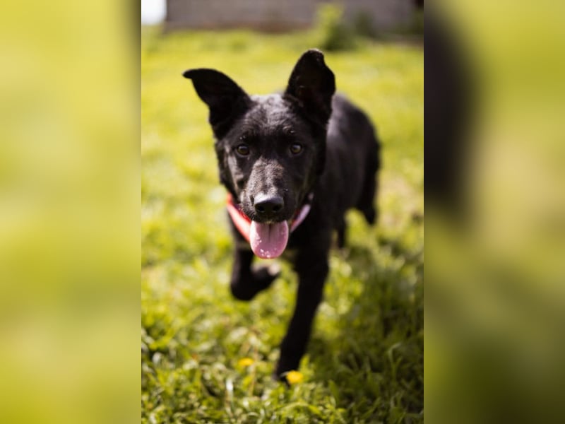 MIMA❤️soziales, kuscheliges und verspieltes Kroat.Schäfi-Mix-Mädchen sucht ihre Familie