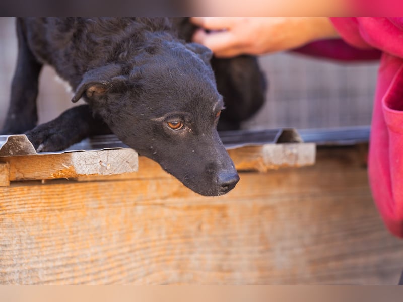 Jane ❤️ neugieriges, liebes Hundemädchen