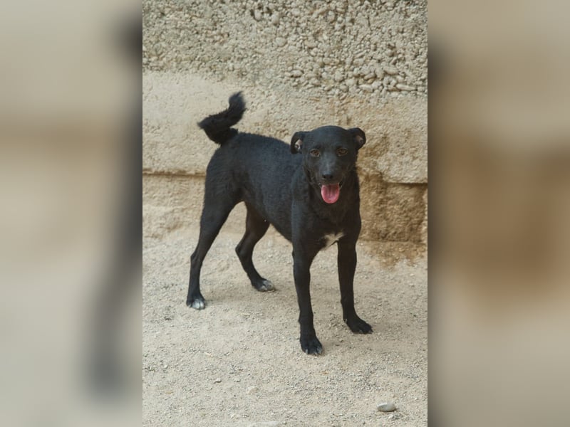 Jane ❤️ neugieriges, liebes Kroat. Schäfi-Mix Hundemädchen