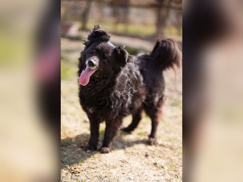Kroat. Schäfi-Mix Lola ❤️ lebhafte, schlaue Schmusemaus!