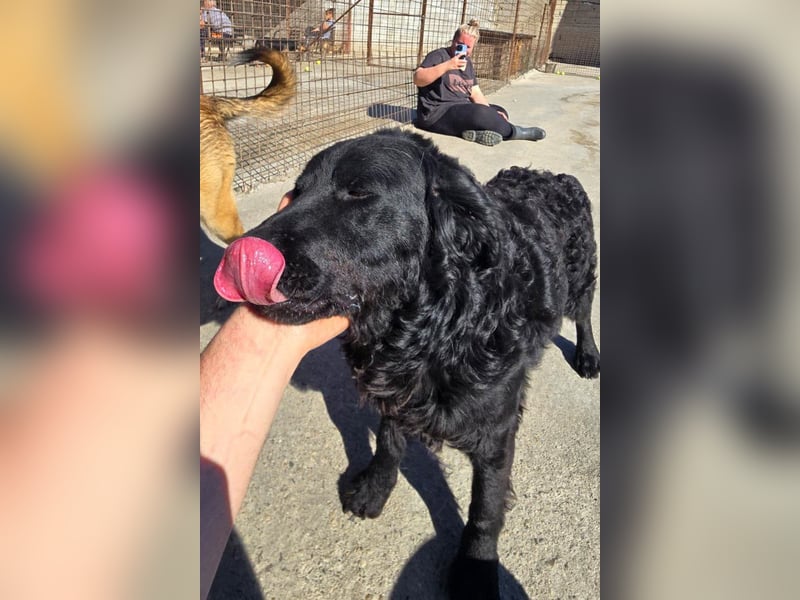 GONZALES❤️ super süßer Kroat. Schäfi-Mix mit tollem Charakter!