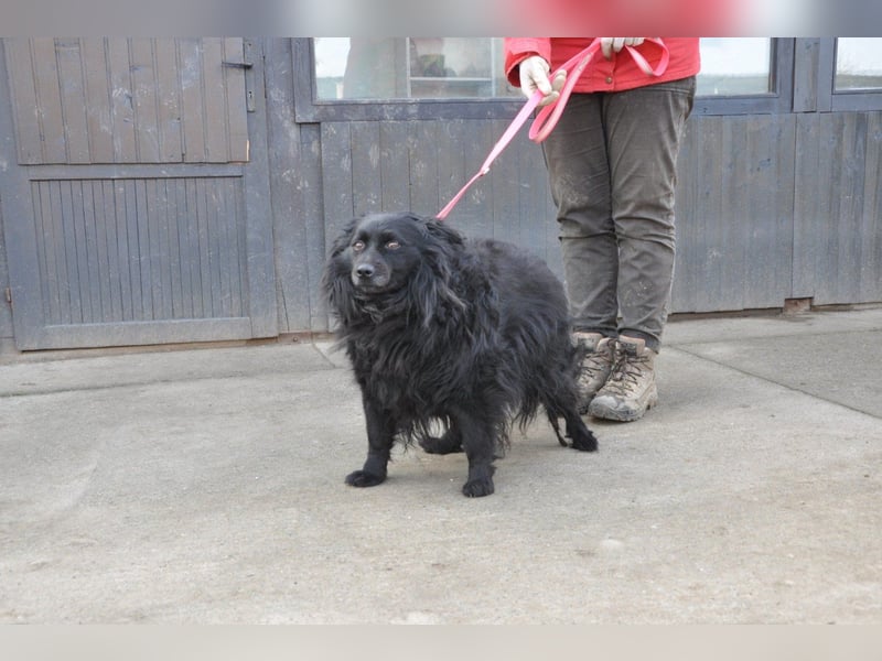 Kleine ♥Daisy♥ erwartet dich bereits in 01640 Coswig