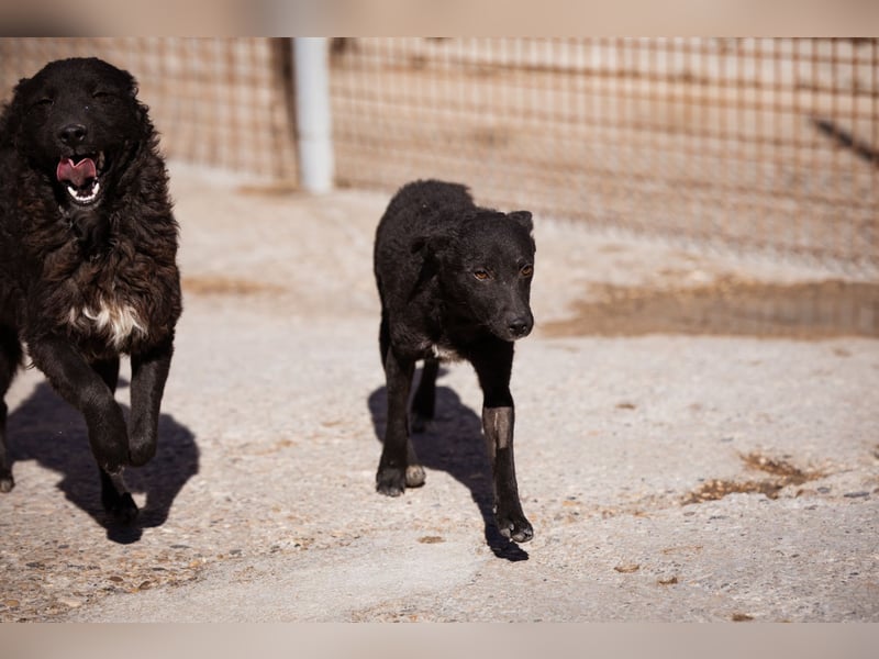 Jane ❤️ neugieriges, liebes Kroat. Schäfi-Mix Hundemädchen