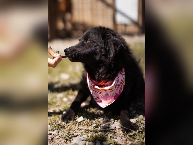 ZOA❤️Kroat. Schäferhund-Mix-Mädel voller purer Lebensfreude