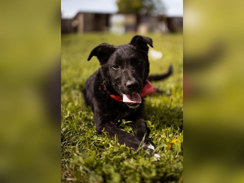 MIMA❤️soziales, kuscheliges und verspieltes Kroat.Schäfi-Mix-Mädchen sucht ihre Familie