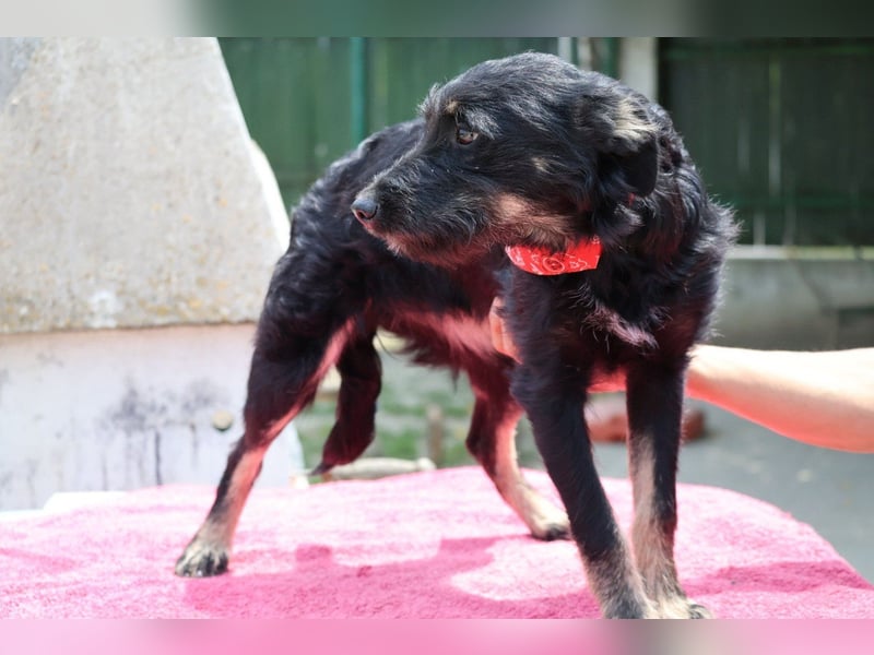 Lebhafte , liebe ♥ Abba ♥ sucht Schutz & Liebe