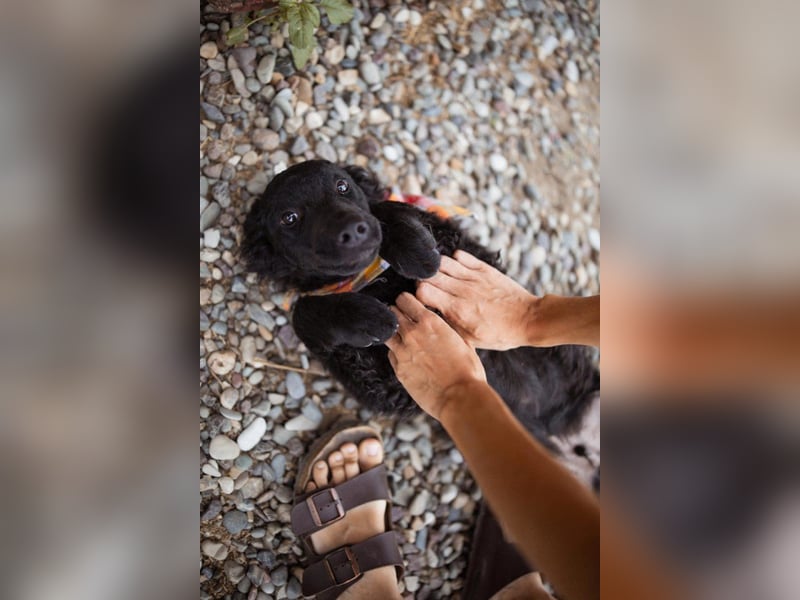 Kleiner Bub ♥ Jadro ♥ neugierig, verspielt und verschmust