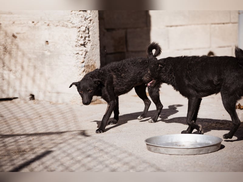 Jane ❤️ neugieriges, liebes Hundemädchen