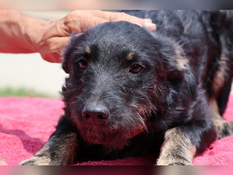 Kleine lebensfrohe liebe ♥ Abba ♥ sucht Schutz & Liebe & Abenteuer