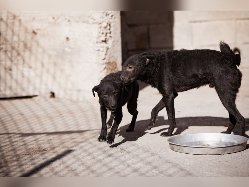Jane ❤️ neugieres, liebes Hundemädchen Jane ❤️ neugieres, liebes Hundemädchen