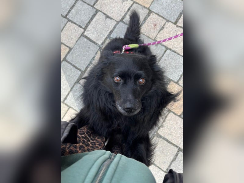 Kleine ♥Daisy♥ erwartet dich bereits in 01640 Coswig
