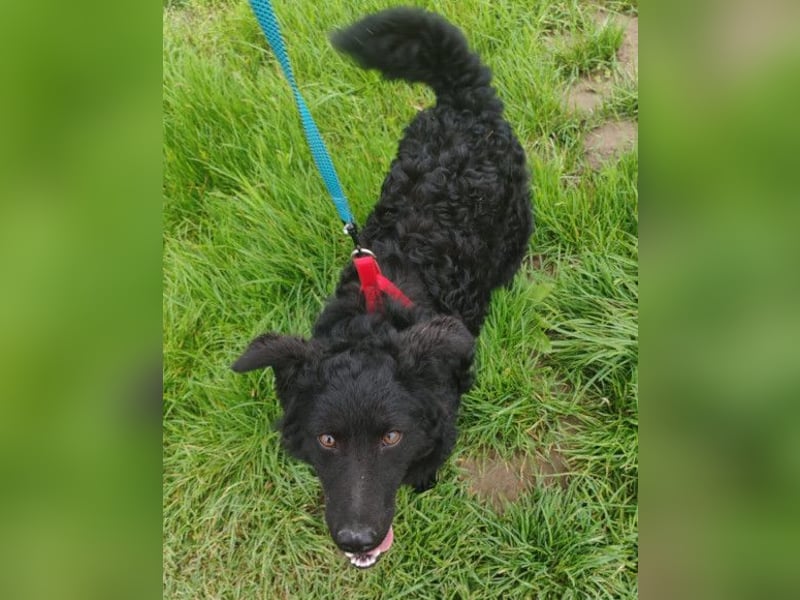 ZOA❤️Kroat. Schäferhund-Mix-Mädel voller purer Lebensfreude