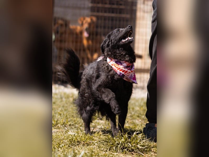 ZOA❤️Kroat. Schäferhund-Mix-Mädel voller purer Lebensfreude