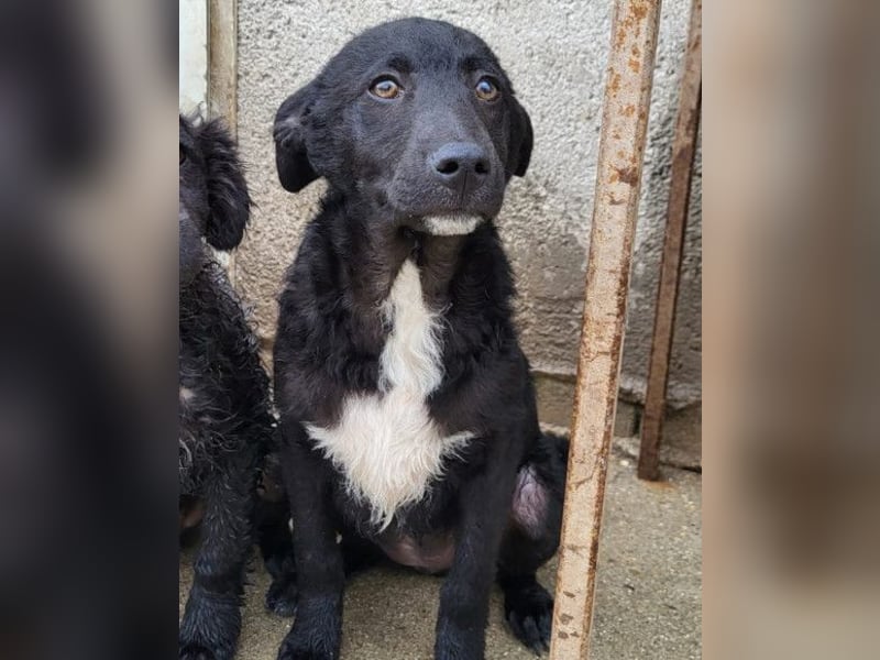 Jane ❤️ neugieriges, liebes Hundemädchen