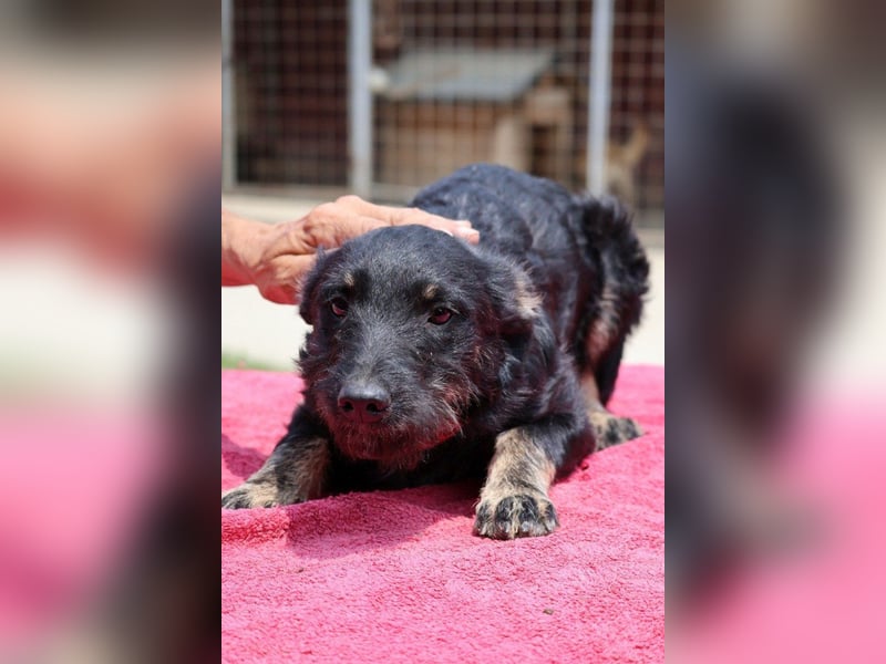 Lebhafte , liebe ♥ Abba ♥ sucht Schutz & Liebe