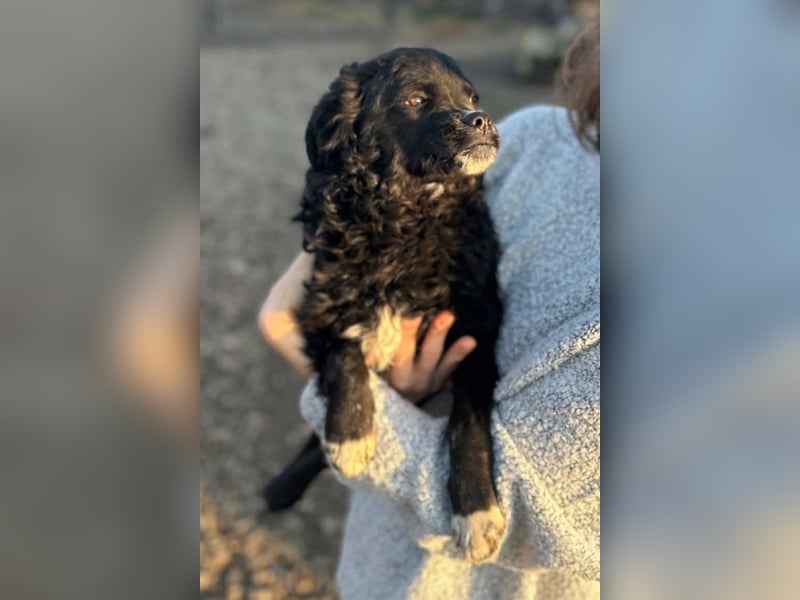 Kleine ♥Milena♥ sanfte, verspielte Junghündin