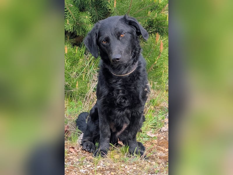 Sehr verträglicher, schlauer Hütehundmischling sucht liebes Zuhause