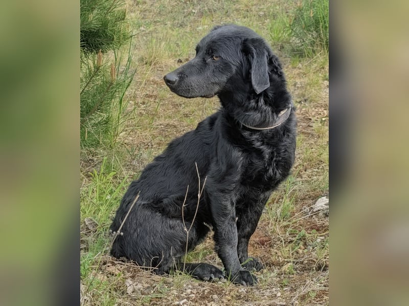 Sehr verträglicher, schlauer Hütehundmischling sucht liebes Zuhause