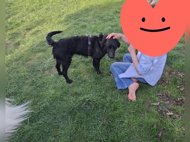 Sehr verträglicher, schlauer Hütehundmischling sucht liebes Zuhause