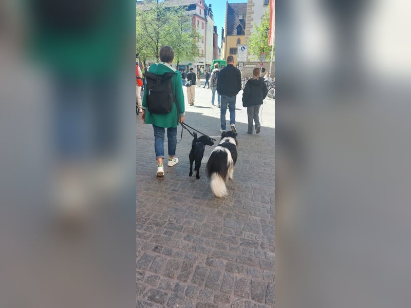 Sehr verträglicher, schlauer Hütehundmischling sucht liebes Zuhause
